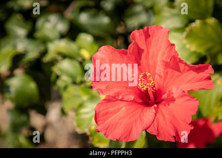 Hibiscus flower in bloom Stock Photo