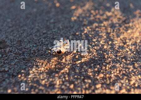 Close up of shell of dead bug, insect on sand ground in desert, Namibia Stock Photo