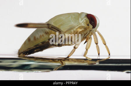 Common Backswimmer, Notonecta glauca, a water boatman with strong front legs propels itself with its hind legs while swimming upside down in the water. Stock Photo