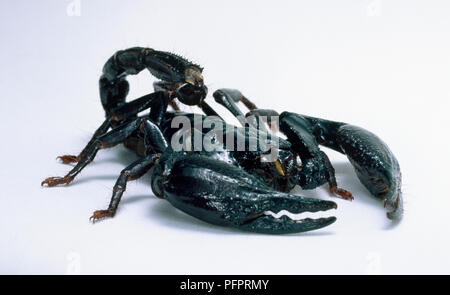 Imperial Scorpion, Pandinus imperator, with pincers slightly open, angled front view. Stock Photo