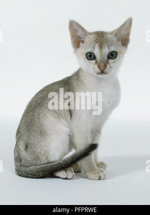 Sepia Agouti Singapura kitten with dark blackish brown tip on tail, sitting. Stock Photo