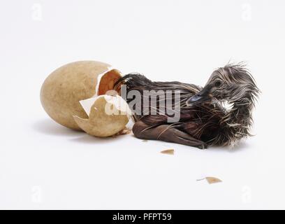 Black swan cygnet (Cygnus atratus) beside cracked egg Stock Photo