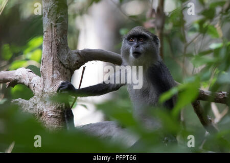 young blue monkey or diademed monkey who sits on a branch in the Zanzibar jungle Stock Photo