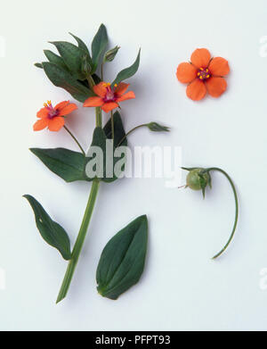 Orange flowers, leaves and flower bud from Anagallis arvensis (Scarlet pimpernel) Stock Photo