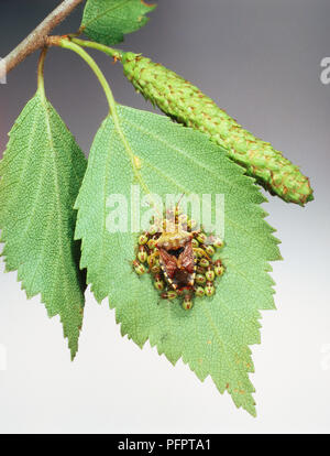 A female Shield Bug (Elasmucha grisea) perching on a leaf, surrounded by her young Stock Photo