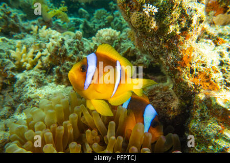 Clownfish in the Red Sea Colorful and beautiful , Eilat Israel a.e Stock Photo