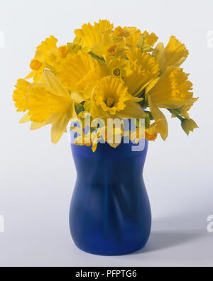 Daffodils in blue vase Stock Photo