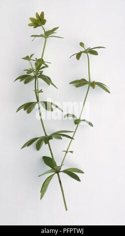 Asperula odorata, syn. Galium odoratum (Sweet woodruff) sprigs Stock Photo