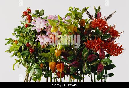 Display of flowers from Rosa Rugosa 'Scabrosa' (Rugosa rose), Amaryllis Belladonna (Belladonna lily), Physalis alkekengi (Chinese lantern), Hebe 'La Seduisante', Nerine 'Corusca Major' Stock Photo