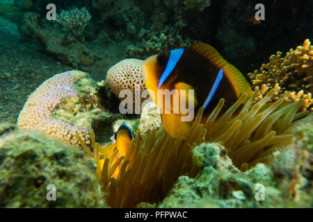 Clownfish in the Red Sea Colorful and beautiful , Eilat Israel a.e Stock Photo