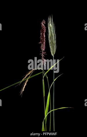 Rice (Oryza sativa), Siberian melic (Melica altissima 'Atropurpurea') and Two-Rowed Barley (Hordeum distichon) Stock Photo