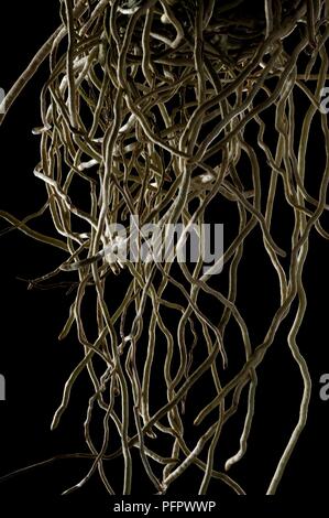 Tangled Roots - Close up Stock Photo - Alamy