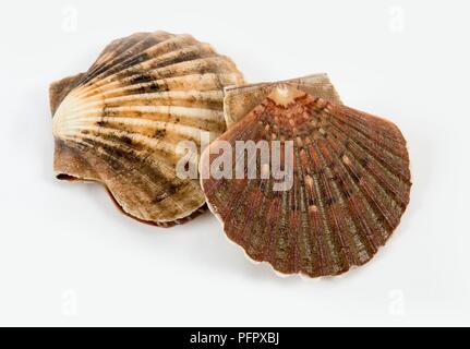 Two whole scallops in shells Stock Photo