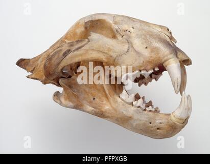 Tiger (Panthera tigris) skull Stock Photo