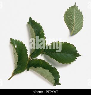Green leaves of Ulmus x Hollandica (Wych Elm, Field Elm) showing veins Stock Photo