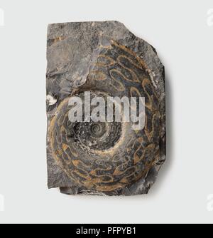 Merocanites compressus (Goniatite) shell, Carboniferous era Stock Photo