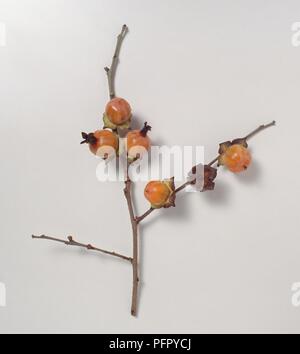 Diospyros virginiana (Persimmon) calyx and fruit on branch Stock Photo