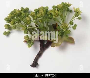 Acer platanoides (Norway Maple) branchlette with cluster of small green spring flowers and leaves Stock Photo