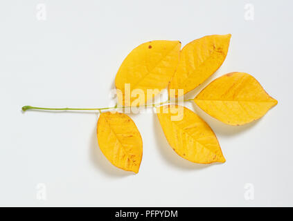 Cladrastis lutea (Yellow wood) five yellow leaves on stem Stock Photo