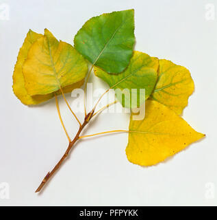 Populus x Canadensis 'Serotina Aurea', stem with yellow autumn leaves Stock Photo