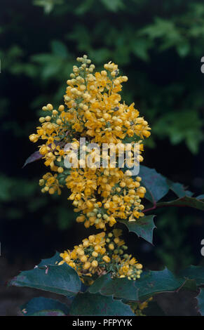Mahonia aquifolium 'Apollo' (Oregon Grape) growing in garden Stock Photo