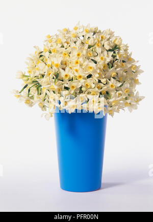 Abundance of white and yellow daffodils in blue plastic vase Stock Photo
