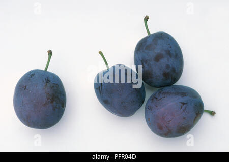 Prunus domestica 'Marjorie's Seedling' (Marjorie's seedling plum), four ripe blue plums Stock Photo