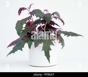 Gynura aurantiaca (Purple Velvet Plant) in white ceramic plant pot Stock Photo