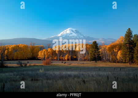 Mount Adams in autumn with aspens and grazing cows Stock Photo