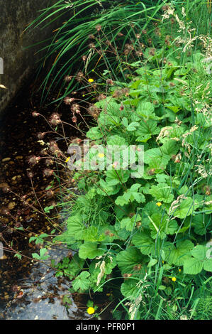 Geum rivale (Water avens) and other plants growing at the edge of a pond, close-up Stock Photo