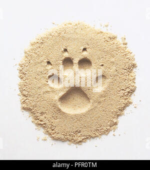 Domestic dog (Canis lupus familiaris) paw print in sand Stock Photo