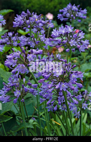 Agapanthus Headbourne hybrids (Lily of the Nile) bearing purple flowers on tall stems, close-up Stock Photo