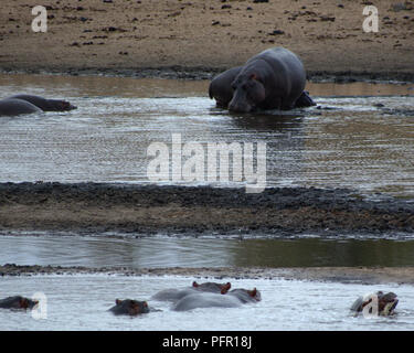 Hippos in Kruger National Park Stock Photo