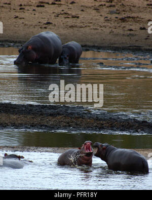 Hippos in Kruger National Park Stock Photo