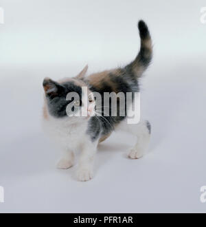 Blue Tortie and White British Shorthair kitten Stock Photo