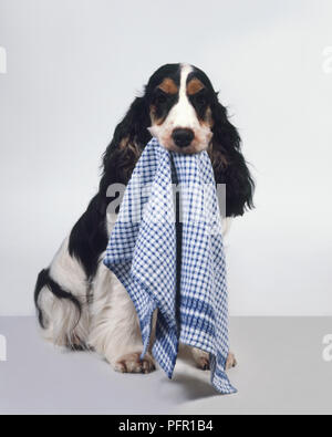 Black, white and tan English Cocker Spaniel sitting with tea towel in mouth Stock Photo