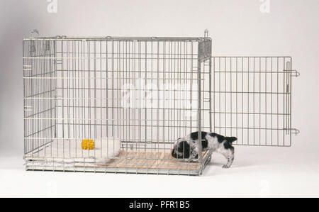 Small black and white English Cocker Spaniel puppy sniffing