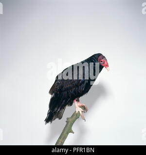 Turkey Vulture (Cathartes aura) perching on branch Stock Photo