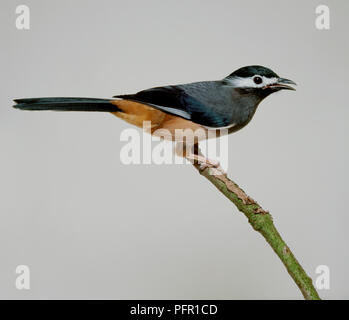 White-eared Sibia (Heterophasia auricularis) perching on branch Stock Photo