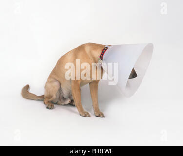 Male yellow Labrador Retriever sitting wearing large Elizabethan collar on head Stock Photo