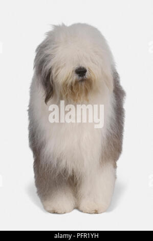 Vertical shot of a cute white Old English Sheepdog with a stuck