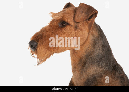 Airedale Terrier, profile Stock Photo