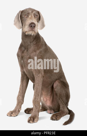 Slovakian Wirehaired Pointer (Slovak Rough-haired Pointer), seated Stock Photo