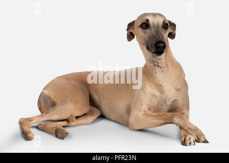 Fawn whippet best sale