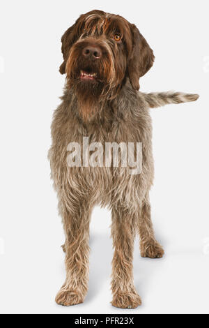 Wirehaired Pointing Griffon (Korthals Griffon), front view Stock Photo
