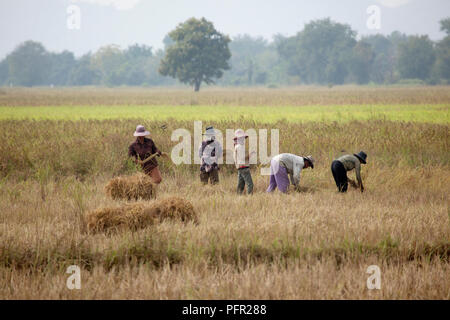 Cambodia, near Battambang, group of workers in a rice field Stock Photo