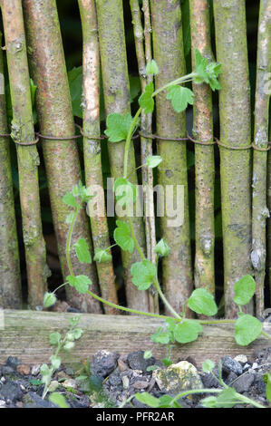 Veronica hederifolia (Ivy-leaved speedwell), weed growing up a wooden fence Stock Photo