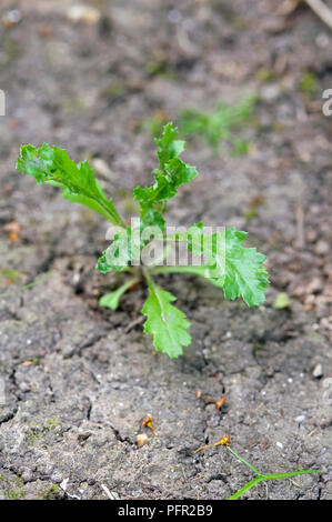 the cracked growth close up Stock Photo - Alamy