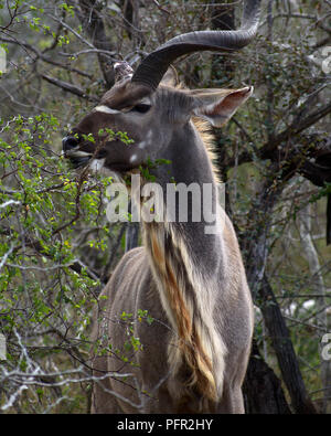 Kudu in Kruger, South Africa Stock Photo