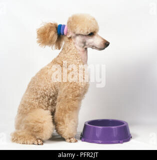 Trimming store poodle ears